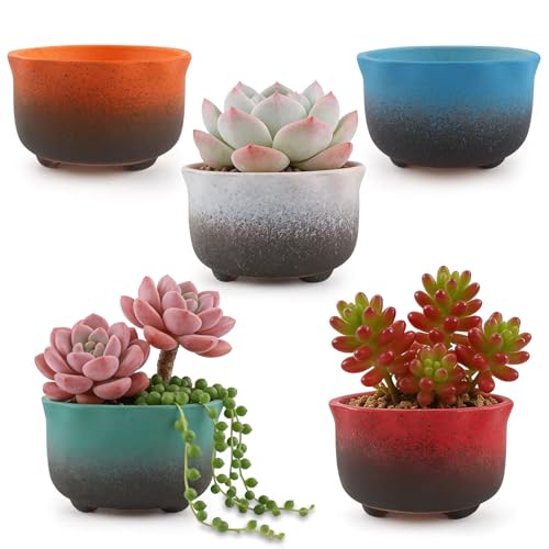 Small Ceramic Garden Pots Succulent Plant Planter Container with Drainage Set of 5 for Home Office Decor - color: B 5-piece Set