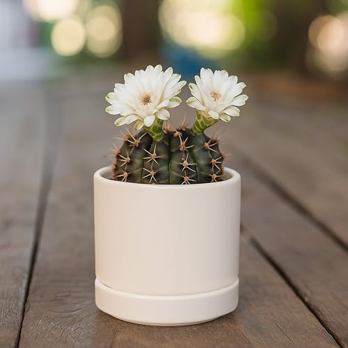 D'vine Dev 2-Pack Ceramic Pots with Saucers, Oatmeal, 3.5 in, 94-V-A-8 | Modern Cylinder Design, Glazed Ceramic, Drainage Hole & Saucer Included, High Temperature Fired, Elegant Home Accent - color: Oatmeal, size: 3.5 Inch