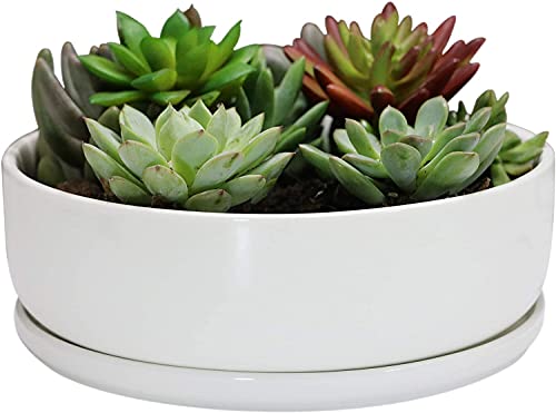 SQOWL 8 inch White Round Ceramic Succulent Planter Pot Modern Flower Cactus herb Big Planter with Removable Saucer Indoor or Outdoor - color: White