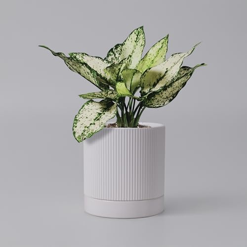 HERDUK 6 Inch Ceramic Plant Pot with Drainage & Saucer - Indoor Planter for Succulents, Cacti & Aloe Vera - Striped Design, High-Temp Fired Clay, Lightweight Modern Decor White - color: Matte White, size: 6 Inch