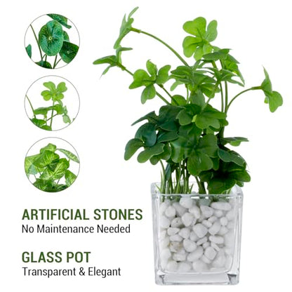 MyGift Artificial Clover and Taro Plants in Clear Glass Vase with Decorative White Stones, Set of 3 - color: Clear (White Pebbles)