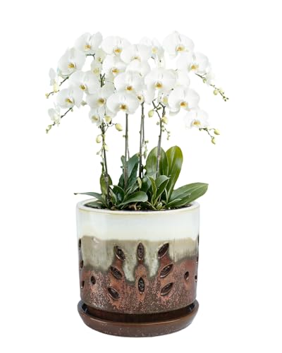 6 Inch Brown Round Ceramic Orchid Pot with Holes and Saucer | Round orchid planter with an attached saucer supports air circulation, ideal for repotting and growing indoors or outdoors. - color: Brown
