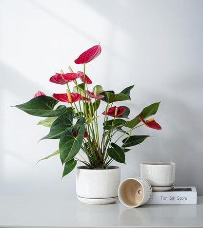 Ceramic Planters,Plant Pots with Saucers Set of 3(Reactive Glaze White) | Colorful Ceramic Planters for Indoor Plants | Medium Plant Pots | Cute Herb Planting Pots | 4+5+6.5 Inch Garden Pots - color: Speck