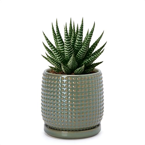 D'vine Dev Beaded Ceramic Pot with Saucer, 4 in, Olive, 27-C-Z-0 | Embossed Dot Texture, Smooth Glazed Finish, Timeless Vintage Charm, Drainage Holes, Stylish Accent for Modern Home Décor - color: Olive, size: 4.3 Inch