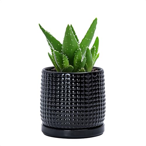 D'vine Dev Beaded Ceramic Pot with Saucer, 4 in, Glossy Black, 27-C-Z-2 | Embossed Dot Texture, Smooth Glazed Finish, Timeless Vintage Charm, Drainage Holes, Stylish Accent for Modern Home Décor - color: Glossy Black, size: 4.3 Inch
