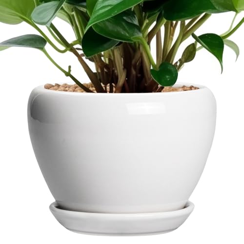 Ceramicfor Ceramic Pot for Plants - 6 Inch Plant Pot for Succulent Plants, Glaze Modern Round Planter with Drainage Hole and Saucer, Gifts for Plant Lovers, Home Office Patio Room Decor, White - color: Glossy White, size: 6 Inch