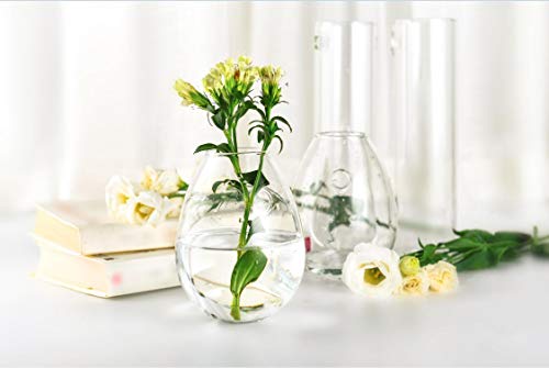 Kingbuy Egg Shaped for Propagating Hydroponic Plants 4 Pack Wall Planter | Borosilicate glass, clear & durable. Egg-shaped wall-mounted vases. Ideal for hydroponics, air plants, cuttings. Great gift. - color: Ellipse Shape