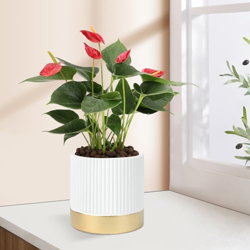 Set of 3 Cement Planter Pots with Drainage Hole,4 inch Plant Pots for Plants Indoor Houseplants,Succulent Pots Windowsil Planter (White&Gold) - color: White