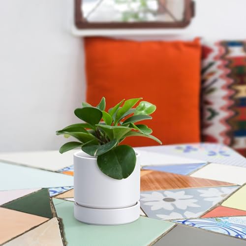 Phoenix Vine 4 Inch Planter Pot with Drainage Hole & Saucer, Deep Water Catch Tray, Straight Cylindrical Round Pot for Plants, Matte White, Pack of 3, 23-B-R-3 - color: Matte White, size: 4" (3 Pack)