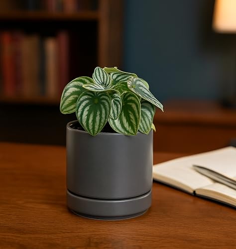 D'vine Dev 4-Pack Ceramic Pots with Saucers, Grey, 4.7 in, 94-X-B-3 | Glazed Ceramic, Drainage Hole and Saucer, Sleek Cylinder Shape, High Temperature Fired, Ideal for Small Houseplants - color: Gray, size: 4.7 Inch