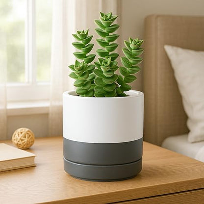 D'vine Dev 2-Pack Ceramic Pots with Saucers, White/Grey, 4/6 in, 94-G-S-6 | Glazed Ceramic, Drainage Hole, Perfect-Fit Saucer, Sleek Cylinder Shape, High Temperature Fired, Elegant Home Accent - color: White/Speckled Grey, size: Small
