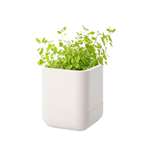 Phoenix Vine 3.5 Inch Wall Mounted Self-Watering Planter Pot for Indoor Houseplants and Herbs | Hanging Planter for Window Sills, Bathroom Walls, Home & Office Décor, Oatmeal, Set of 1, 01-A-G-1 - color: Oatmeal, size: 3.5" (1 Pack)