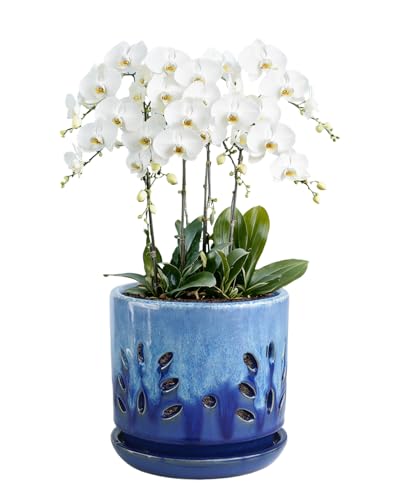 6 Inch Blue Round Ceramic Orchid Pot with Holes and Saucer | Round orchid planter with an attached saucer supports air circulation, ideal for repotting and growing indoors or outdoors. - color: Blue