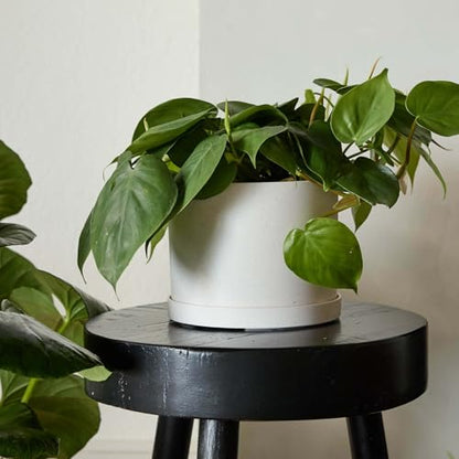 Bloem Mathers 6" Plastic Planter - Modern Indoor Pot with Drainage Holes and Saucer Tray, Vanilla Bean - color: Vanilla Bean, size: 6 "
