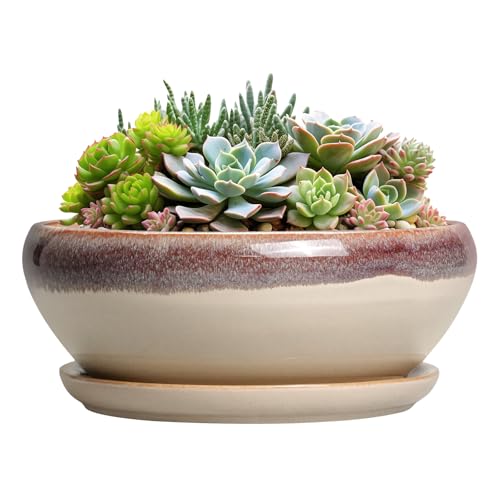 SQOWL Succulent Pots 8 Inch - Ceramic Bonsai Pots for Indoor Plants, Round Shallow Plant Pot with Drainage Hole and Saucer, Bowl Planter Outdoor, Patio Decor, Plant Lover Gifts, Beige - color: Beige, size: 8 Inch