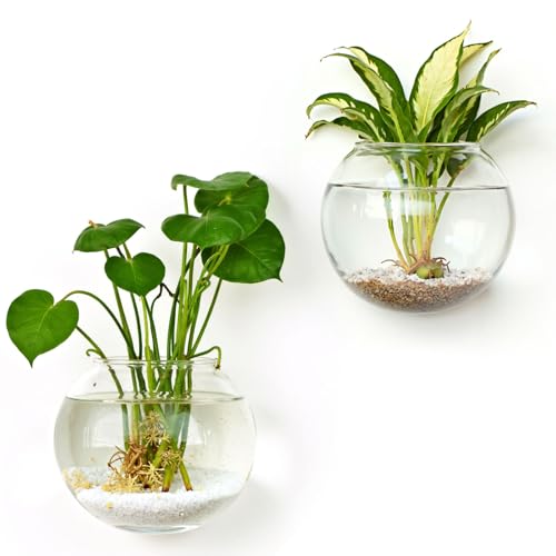 DomeStar Set of 2 Wall Vases, Wall Mounted Propagation Station | Hanging Glass Vases, Terrarium Station for Hydroponics, Plants Home Office Decor (5 Inch) - size: 2pcs