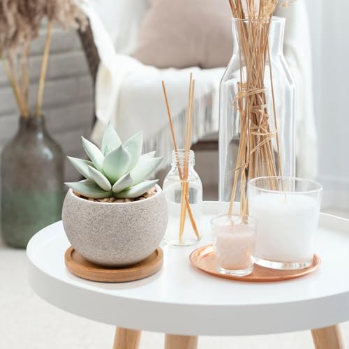 6 Pack Ceramic Succulent Pots with Drainage – Small Round Planters for Indoor Plants & Cactus, Mini Flower Pots with Bamboo Trays, Desk & Home Décor, Gift for Plant Lovers, Office, Balcony, Garden - style: Round