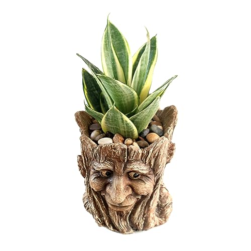 Funny Planter Head Face Plant Pot with Drainage Hole Resin Succulent Plant Holder Pencil Holder Desk Organizer Office Garden Gift (Smile Face)