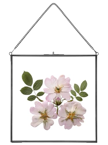 REDHUGO Glass Pressed Flower Frames, Square, Black, 10x10 Inches | Vintage Hanging Picture Frames with Chain, Handmade Brass Floating Frame, Plant Specimen Wall Display DIY Family Photo - color: Black, size: 10L" x 10W"