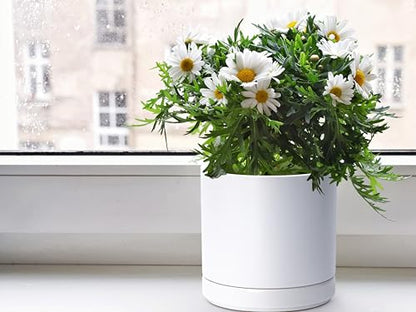 D'vine Dev 2-Pack Ceramic Pots with Saucers, 6/8 in, White, 94-G-M-1 | Glazed Ceramic, Drainage Hole, Perfect-Fit Saucer, Sleek Cylinder Shape, High Temperature Fired, Elegant Home Accent - color: White, size: Medium