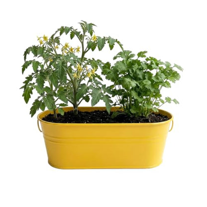 Buzzy Seeds Taco Night Grow Kit - Metal Windowsill Planter - Complete Indoor Gardening Kit with Seeds, Coconut Husk Growing Medium & Genuine Pots - 100% Grow Guarantee - color: Taco Night