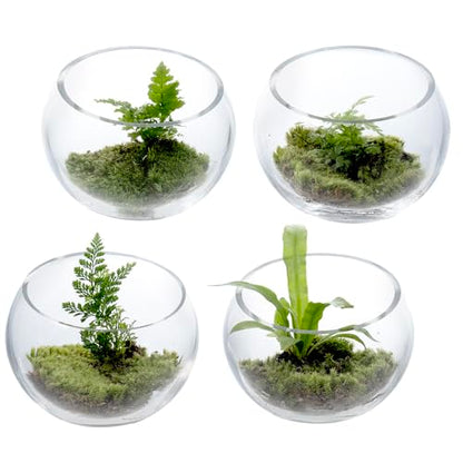 MyGift 5 Inch Clear Glass Round Bowl Air Plant Terrariums, Set of 4 | Versatile glass vessels showcase plants, candles, and decorative accents for weddings, events, shelves, and tabletop displays - size: Set of 4 (Round)
