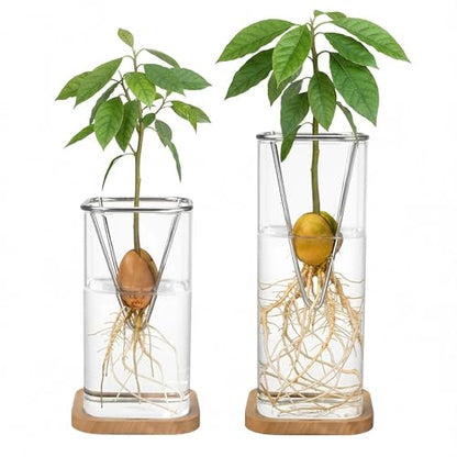 Avocado Seed Growing Kit, Set of 2 Glass Vases with Stainless Steel Holder & Wood Base, Avocado Growing Vase Hydroponic Propagation Starter Kit for Sprouting, Home Decor Plant Gift - No Seeds