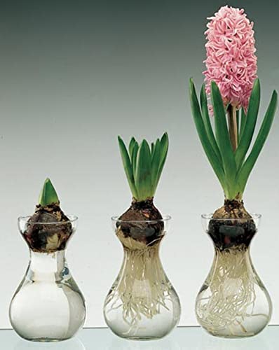 Small Glass Vases for Centerpieces - Hewory 12pcs Clear Mini Hyacinth Avocado Growing Bud Vase Bulk, Cute Tiny Flower Bulb Forcing Plant Containers Set for Wedding Home Living Room Table Decorations