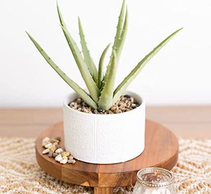 Kurrajong Farmhouse Artificial Plant in White Ceramic Pot | 10" high sage Green Faux Agave Plant | Fake Plant for Desk Decor | Artificial Agave for Home Decor | Artificial Succulent for Shelf Decor