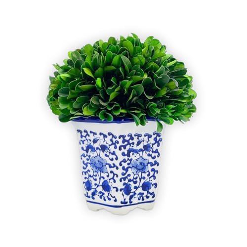 Galt International 7" Naturally Preserved Real Boxwood Ball in Hand-Painted Blue & White China Pot Planter Green Indoor Plant Home Decor (Small 7" Tall Topiary) - size: Small 7"