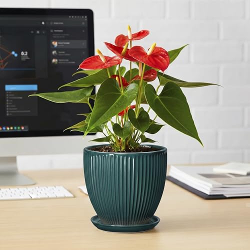 Ceramic Flower Pots, 6 Inch Planters with Drainage Hole and Saucer, Decorative Round Plant Pots for Indoor Plants, Modern Succulent Pot, Office Bedroom Decor, Plant Lover Gifts, Blackish Green - size: 6 Inch, style: Blackish Green