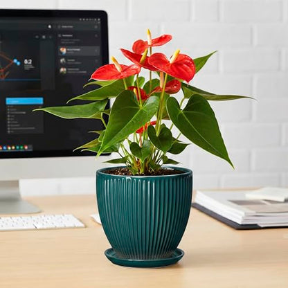Ceramic Flower Pots, 6 Inch Planters with Drainage Hole and Saucer, Decorative Round Plant Pots for Indoor Plants, Modern Succulent Pot, Office Bedroom Decor, Plant Lover Gifts, Blackish Green - size: 6 Inch, style: Blackish Green