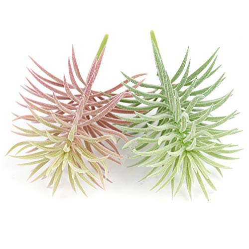 2 PCS Mini Artificial Succulents Plants Unpotted Succulent Bouquet Flocking Fake Plants DIY Greenery for Home Decor Garden Decoration - color: Flocking Pine Needle