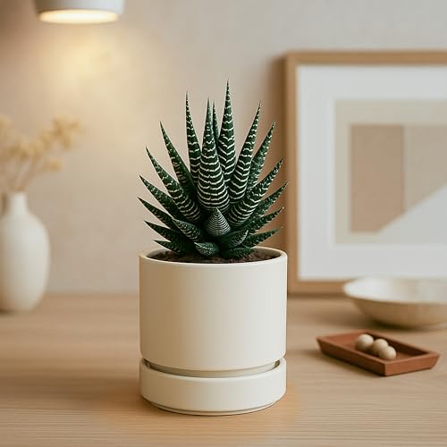 Phoenix Vine 4 Inch Planter Pot with Drainage Hole & Saucer, Deep Water Catch Tray, Straight Cylindrical Round Pot for Plants, Oatmeal, Pack of 1, 23-E-R-1 - color: Oatmeal, size: 4" (1 Pack)