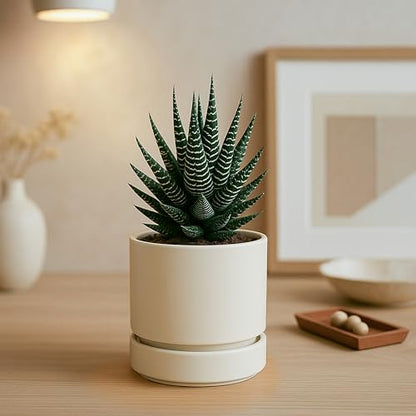 Phoenix Vine 4 Inch Planter Pot with Drainage Hole & Saucer, Deep Water Catch Tray, Straight Cylindrical Round Pot for Plants, Oatmeal, Pack of 1, 23-E-R-1 - color: Oatmeal, size: 4" (1 Pack)