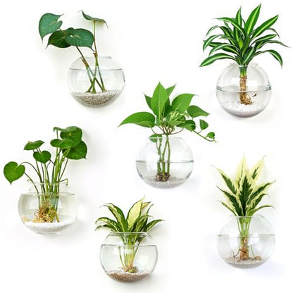 DomeStar Set of 6 Wall Vases, Wall Mounted Propagation Station | Hanging Glass Vases, Terrarium Station for Hydroponics, Plants Home Office Decor (5 Inch) - size: 6pcs