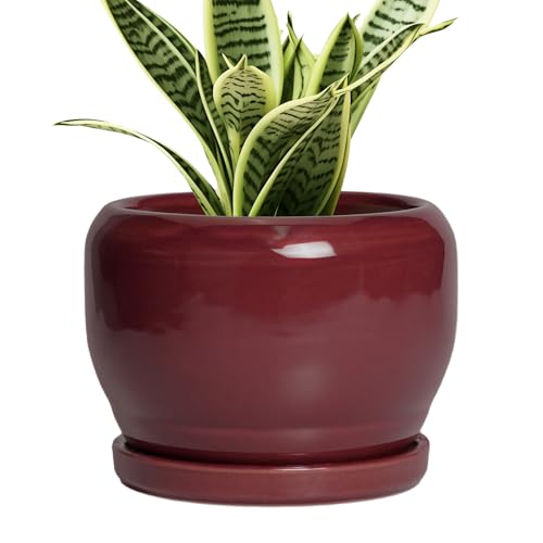 SQOWL 6 Inch Plant Pot - Ceramic Planter for Indoor Plants Outdoor, Round Planter with Drainage Hole and Saucer, Decorative Modern Small Flower Pots, Room Decor, Gifts for Plant Lovers, Red - color: Glossy Red, size: 6 Inch