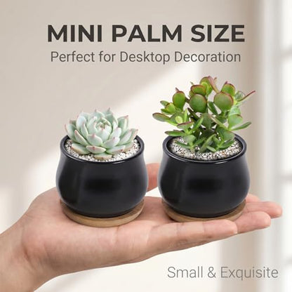SHECIPIN 2 Pack Succulent Pots, 2.5 Inch Mini Ceramic Pots for Flower or Cactus Plants with Drainage Hole,Plants Not Included (Black) - color: 2 Pack Black Mini Pots