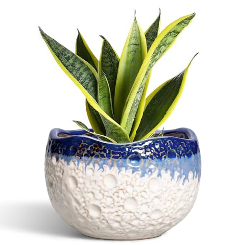 Ceramic Planter 8 Inch, Ceramic Plant Pots Indoor, Beige-Blue | Decorative Planters for Indoor Plants, Modern Flower Pots with Drainage Hole and Plug, Patio Decor, Plant Lover Gifts - color: Beige-blue, size: 8.2 Inch