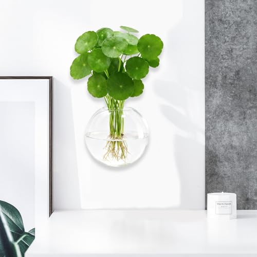 Wall Hanging Propagation Station 6 Pack Oblate Glass Hydroponic Plant Vases | Decorative Wall Mount Planter Vases for Home Bathroom Office, Perfect Housewarming Gift ﻿