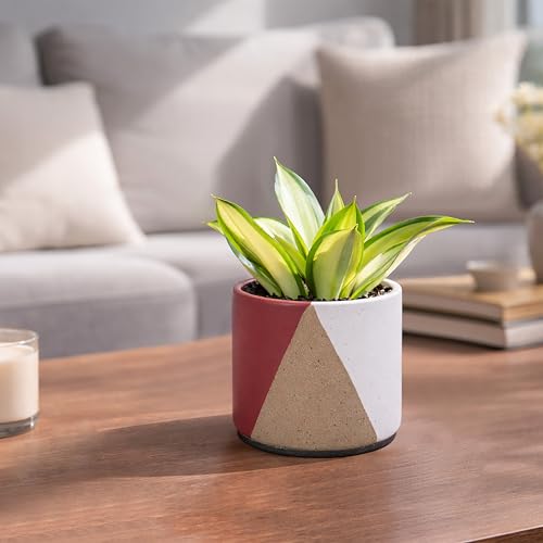 D'vine Dev 2-Pack Cachepot with Clear Pot, 4.5 in, Crimson Dune, 93-V-B-4 | Dual-Pot System, Root Visibility, Bottom Watering Support, Enhanced Drainage, Artistic Stoneware Design, Easy Plant Care - color: Crimson Dune, size: 4.5” Cachepot + 4“ Clear Grow