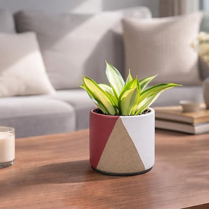 D'vine Dev 2-Pack Cachepot with Clear Pot, 4.5 in, Crimson Dune, 93-V-B-4 | Dual-Pot System, Root Visibility, Bottom Watering Support, Enhanced Drainage, Artistic Stoneware Design, Easy Plant Care - color: Crimson Dune, size: 4.5” Cachepot + 4“ Clear Grow
