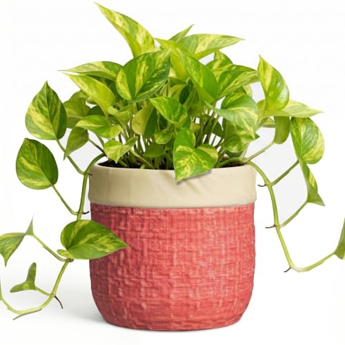 6 Inch Pots for Plants, Ceramic Planter, Round Flower Pots, Red | Boho Planter with Drainage Hole, Decorative Plant Pot for Indoor Plants, Office Desk Decor, Gardening Gifts for Women - color: Red, size: 6 Inch