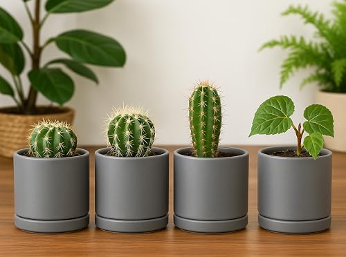 D'vine Dev 4-Pack Ceramic Pots with Saucers, Grey, 3.5 in, 94-X-A-3 | Glazed Ceramic, Drainage Hole and Saucer, Sleek Cylinder Shape, High Temperature Fired, Ideal for Small Houseplants - color: Gray, size: 3.5 Inch