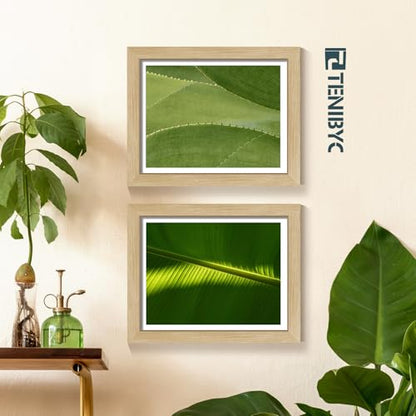 8.5x11 Picture Frame Set of 3 - Light Oak, Natural Wood Certificate & Diploma Frame with HD Tempered Glass, Tabletop Display - color: Oak, size: 8.5 X 11, style: 3 Pack
