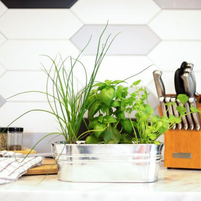 BUZZY Seeds Organic Windowsill Grow Kit, Copper Culinary Herb Garden with Basil, Cilantro and Chives, Indoor Starter Set with Seed Packets and Growing Medium, Holiday Present, Gardening Gift - color: Kitchen Herbs