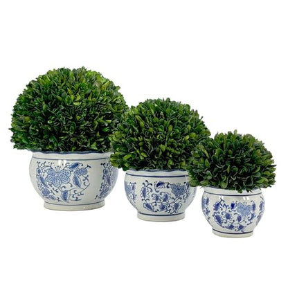 Galt International 7" Naturally Preserved Real Boxwood Ball in Hand-Painted Blue & White Round Bulb China Pot Planter Green Indoor Plant Home Decor (Small 7" Tall Topiary) - size: Small 7" Round Pot