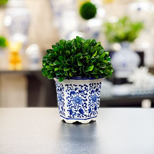 Galt International 7" Naturally Preserved Real Boxwood Ball in Hand-Painted Blue & White China Pot Planter Green Indoor Plant Home Decor (Small 7" Tall Topiary) - size: Small 7"