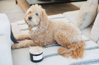 Sand + Paws Scented Candle - Teakwood - Additional Scents and Sizes –Luxurious Air Freshening Jar Candles Neutralize pet Odors and Enhance Home décor – 100% Cotton Lead-Free Wicks - 12 oz - size: 12 oz
