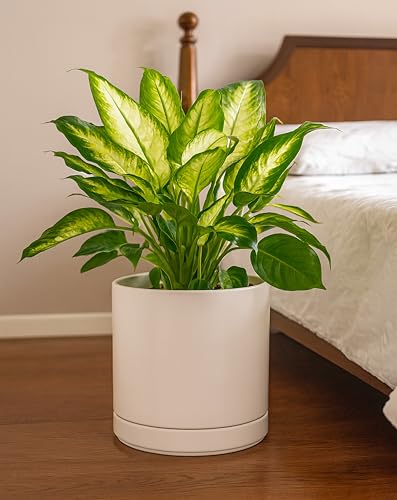 D'vine Dev 10 Inch Ceramic Planter Pot, Oatmeal, 94-O-E-8 | Modern Cylinder Design, Drainage Hole & Saucer Included, Stable Structure, Elegant Home Accent - color: Oatmeal, size: Large
